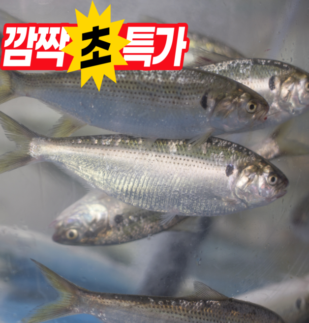 [자연가득팜]집나간 며느리도 돌아온다는 국내산 전어(구이용), 1개, 전어 1kg(10~15미)