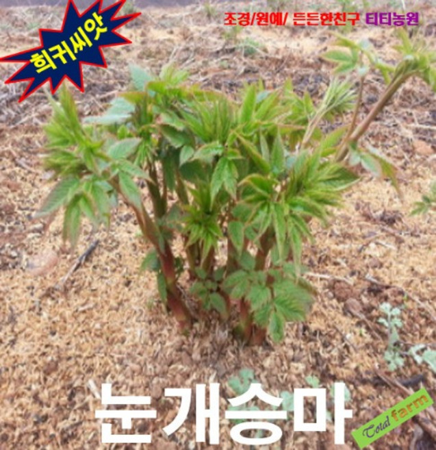 (씨앗나라) 눈개승마 산나물 씨앗 50립, 1개