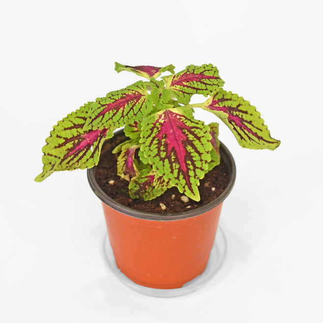 마이플랜트 콜레우스 드래곤 하트 소형 관엽식물, 1개
