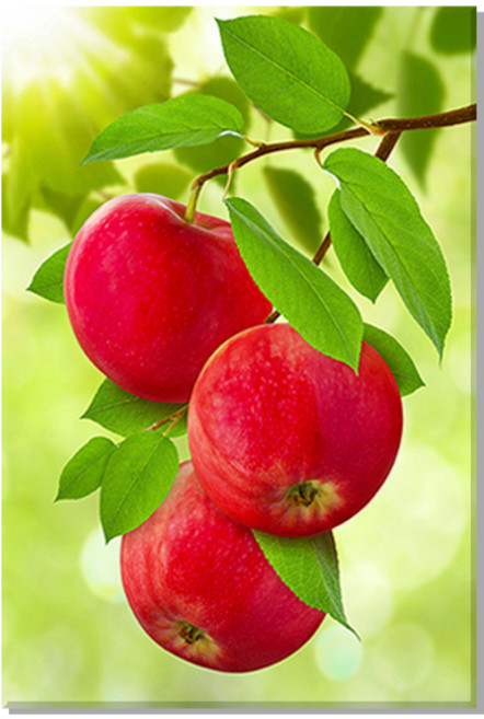 아란아트 사과그림 풍수 인테리어 캔버스 액자 주방 거실, 17.청량한 붉은사과