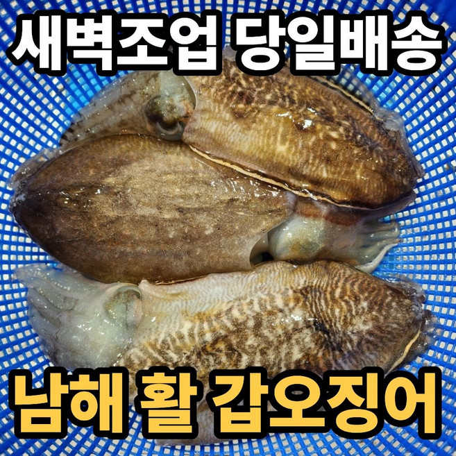 [새벽조업] 남해 생물 갑오징어(2~4미), 1세트, 2kg