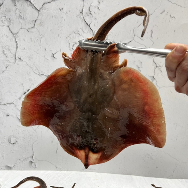 [당일조업 횟감] 국내산 활 간재미 2kg 횟감 구이 찜 탕, 1세트