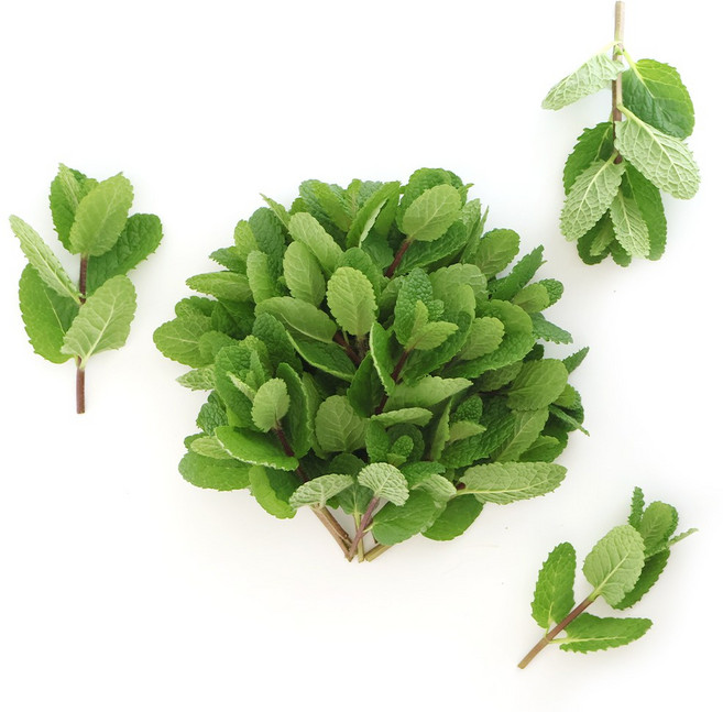 유기농 애플민트 생잎 모히또용 50g, 1봉