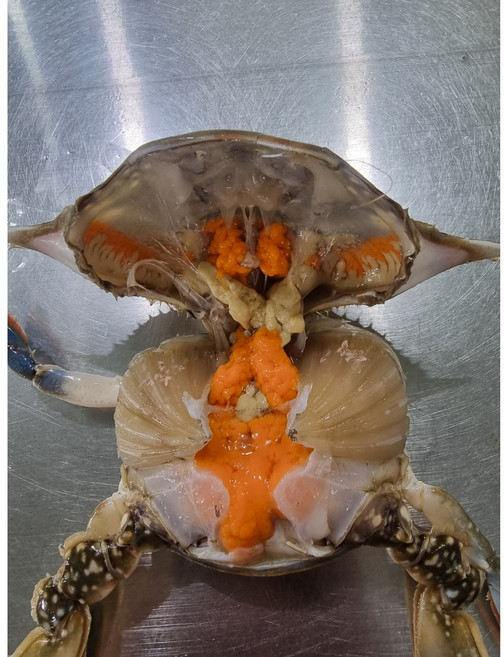 살아있는 알꽉찬 알베기 암꽃게 [2026] 당일바리 국내산 연평도, 1박스