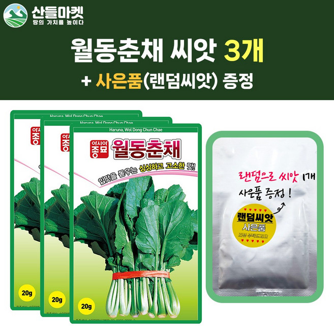 산들마켓 월동춘채 씨앗 20g 월동춘채씨 쌈채소 종자 3개+랜덤 씨앗 1개 증정