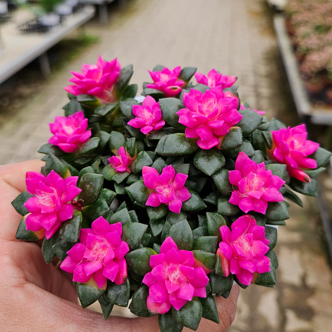 아비가든 취설송 1+1 다육식물 핑크다육이 분홍다육, 2개, 핑크 다육