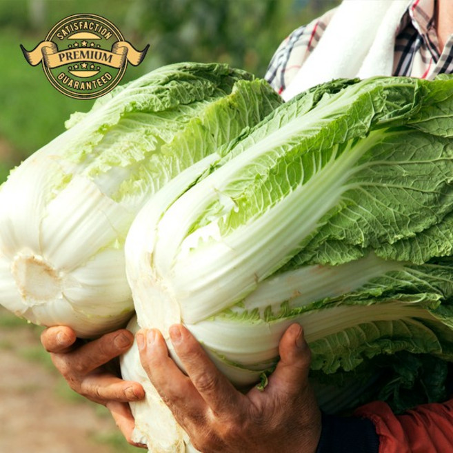 [프리미엄 재구매율 높은 강원고 고랭지 절임배추] 강원도 고랭지 절임 배추 무르지 않은 절임 배추 재구매율이 높은 김장용 배추, 11월 27일 (목요일) 도착, 1팩, 20kg