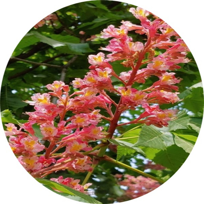 적화마로니에/칠엽수/백화마로니에/Aesculus turbinata/묘목/화단/경제수/화목류, 1개, 적화마로니에1주