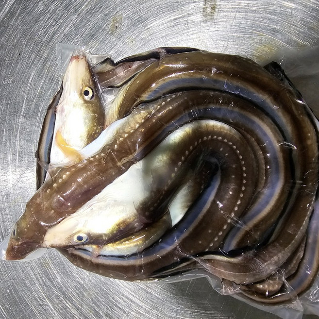 바다장어뼈 머리 장어탕용 국거리용 구이용 장어내장, 1개, 국거리용장어