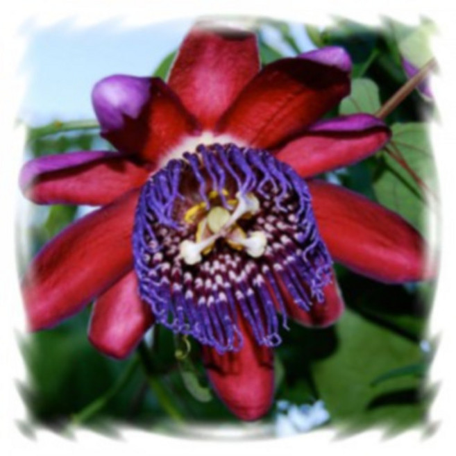 꽃모종 시계초, 자이언트그라나딜라 : 9cm분, 1개