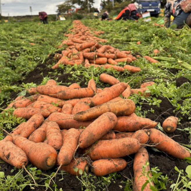 [재구매1위]정품햇수확 국내산당근 흙당근 구좌 경남당근, 1개, 3kg