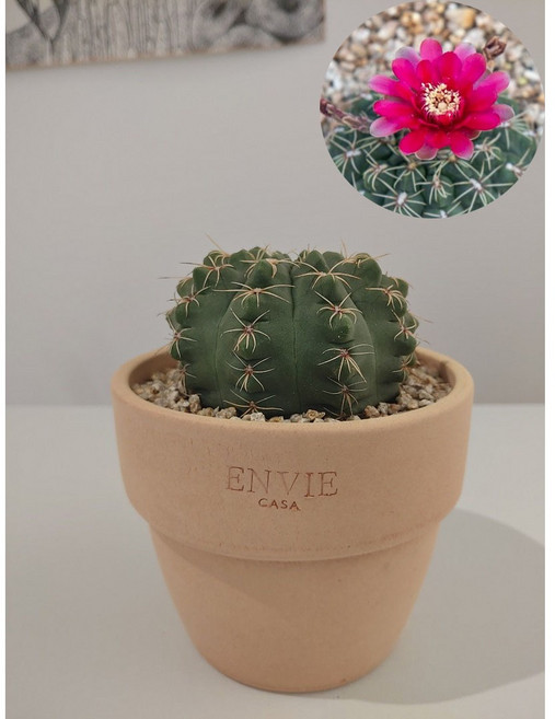 비화옥선인장 분갈이완료화분, 1개, 아이보리색화분