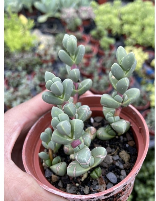 霏霏園藝 鹿角海棠 多肉植物 盆栽 單盆, 1個
