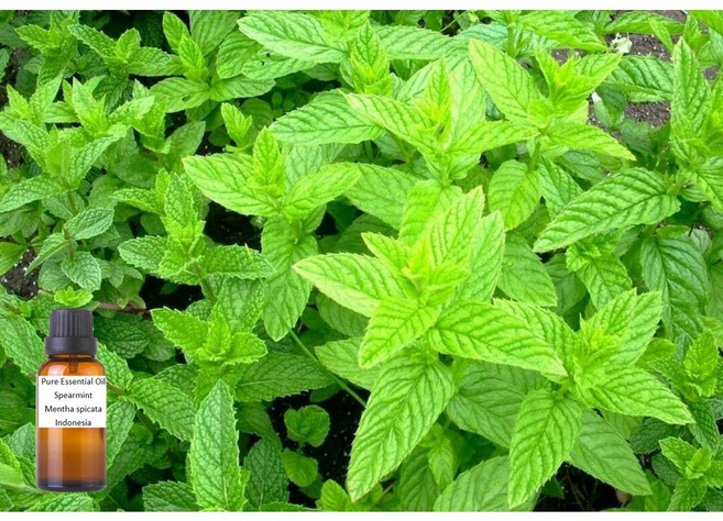 綠薄荷純精油 Spearmint Pure Essential Oil 100%, 1個, 250ml