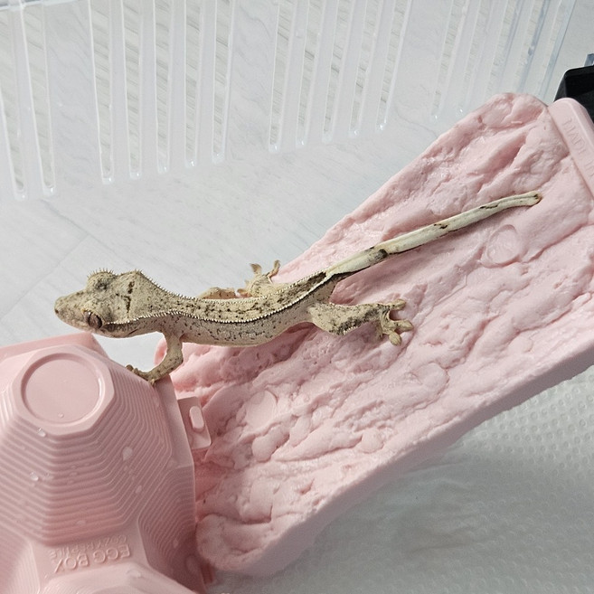 크레스티드 게코 인조 코르크 탈피보드, 1개, 핑크