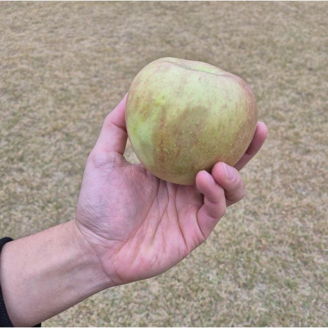[단독특가]알짜배기 즙줄줄 제철단맛 아삭탄탄 못난이사과, 1박스, 3kg