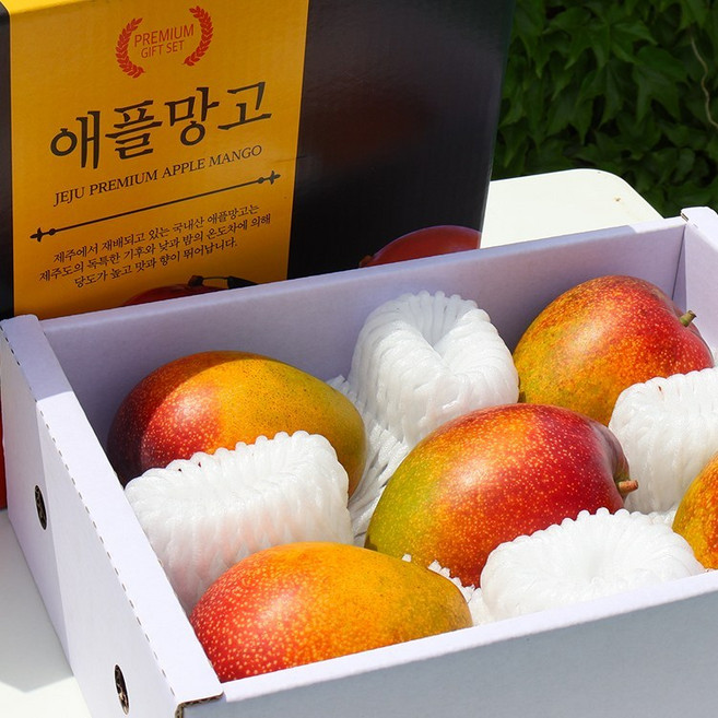 [지장샘농장] 제주 애플망고 선물용 1.2kg 2kg 3kg 국내산 열대과일 특상품, 1박스, 애플망고 특품 1.2kg(3-5수)
