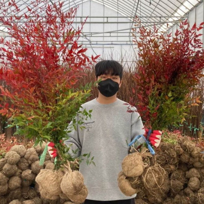 남천나무 묘목 H80-100cm분묘 울타리나무, 1개