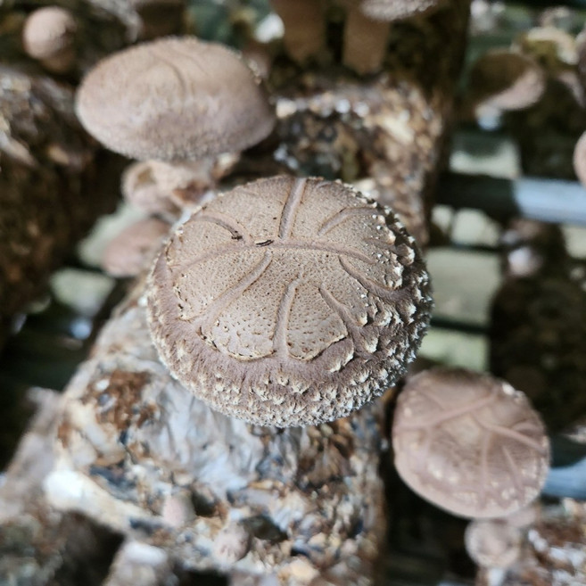 무농약 생표고버섯 가정용특품 참나무 친환경배지, 1박스, 가정용특품 2kg