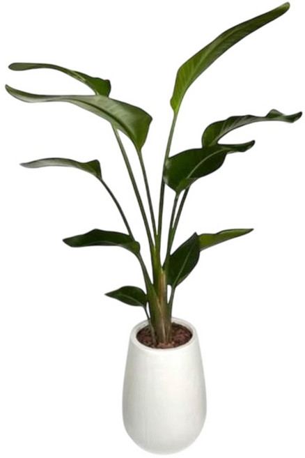 萬花叢 白花天堂鳥 觀葉植物, 1個