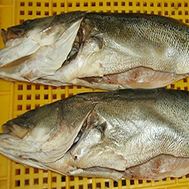 전복마을 반건조 농어(대)1미(1.3kg내외), 1개