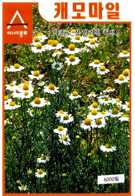 카모마일 파종씨앗 캐모마일 텃밭 키우기 발아 꽃키우기, 1개