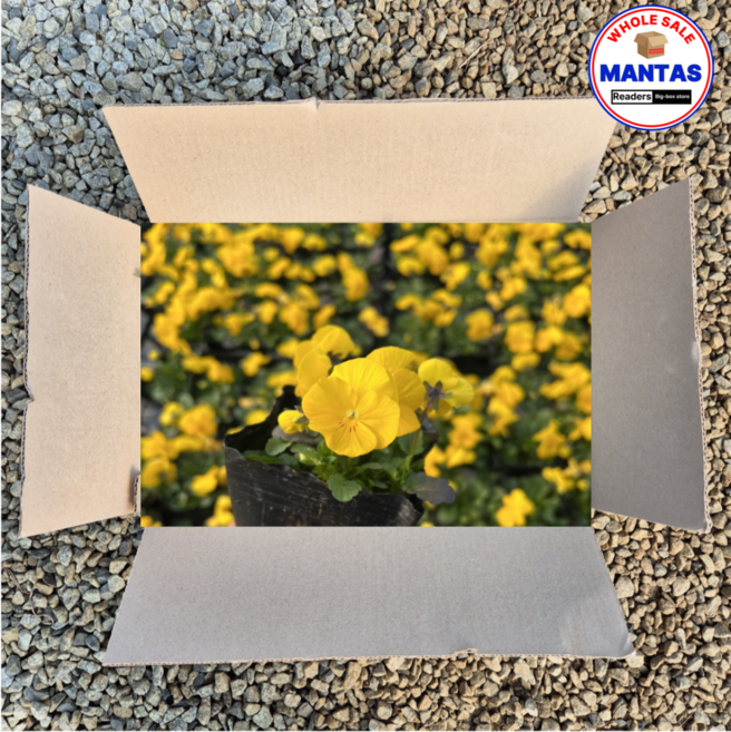 비올라 노랑 15개세트 비올라꽃모종 오래피는꽃, 1개