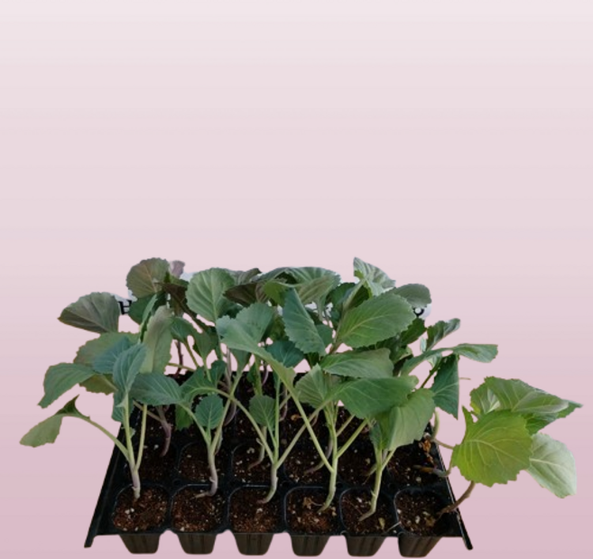 케일 모종 잎채소 텃밭 상추 맛있는 쌈 샐러드 주말농장 케일모종 10주, 1개