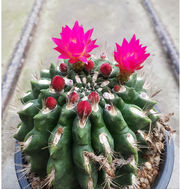 행복한꽃순이//남미네오선인장, 1개