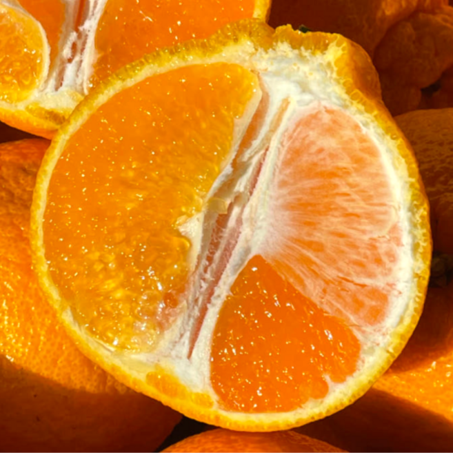 [5일간초특가] 최대16Brix 초고당도 제주 한라봉, 1박스, 5kg