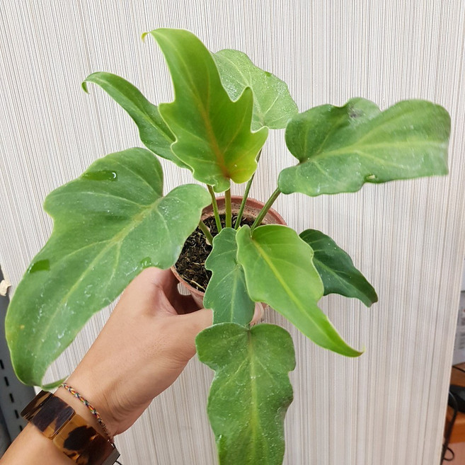 P老闆園藝 奧利多 3吋盆, 1個