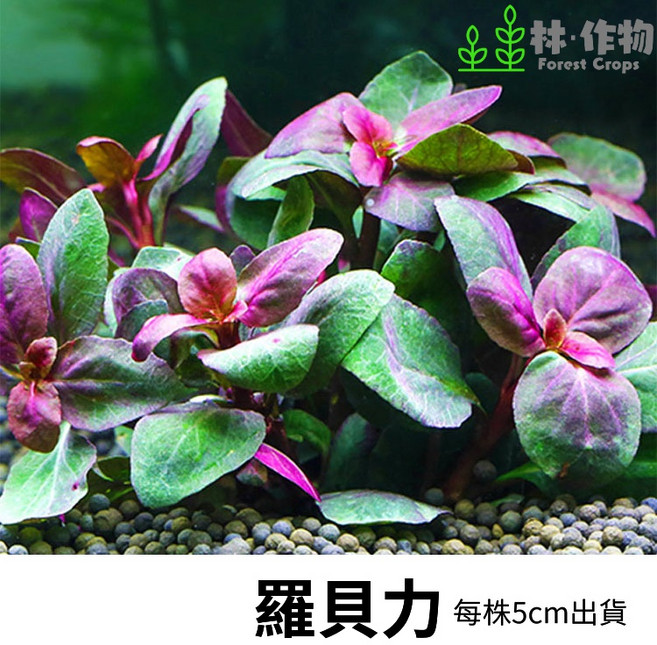 林作物 Forest Crops 羅貝力水草，水中葉，不需CO2，新手級前景中景水族造景植物，每株約5公分, 每份1株