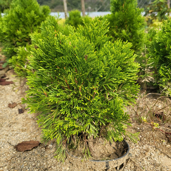 [경북농원] 황금측백나무/에메랄드 그린 포트묘 분묘, 에메랄드 그린 포트묘(25cm이상), 1개, 측백나무묘목
