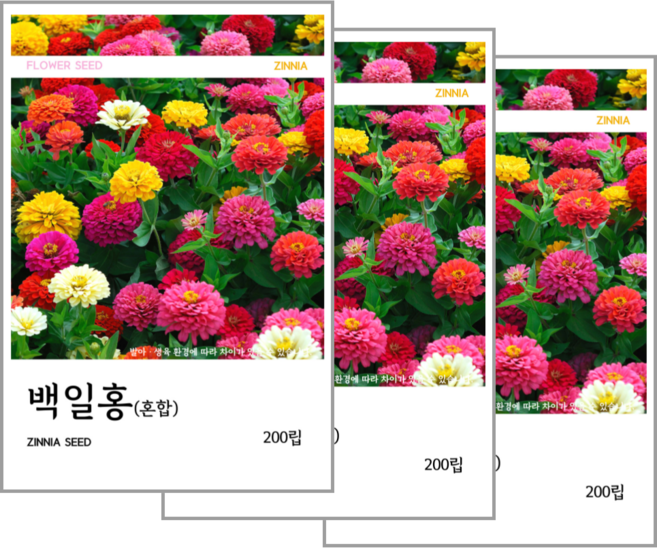 백일홍(혼합) 씨앗 200립, 3개
