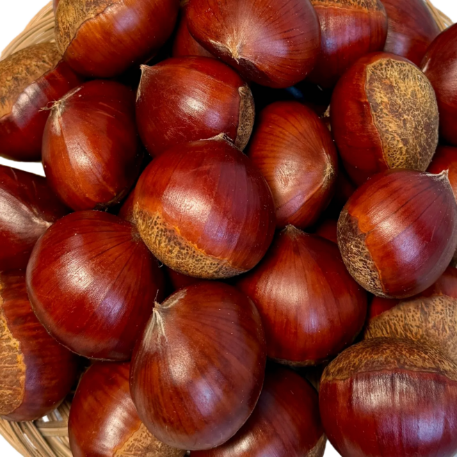 하이과즈비 햇밤 왕밤 특대사이즈 맛있는 알밤, 1개, 10kg