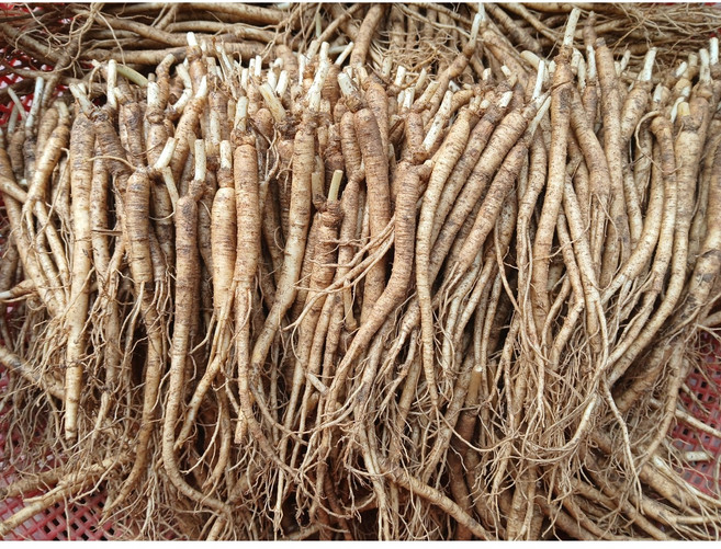 갈비탕 삼계탕인삼 110-150뿌리 삼계탕수삼수삼 삼계탕재료삼계수삼, 110-150뿌리 세척원하지 않음