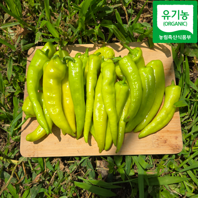 국산 국내산 청도 유기농 혈당조절 당조고추, 1박스, 500g