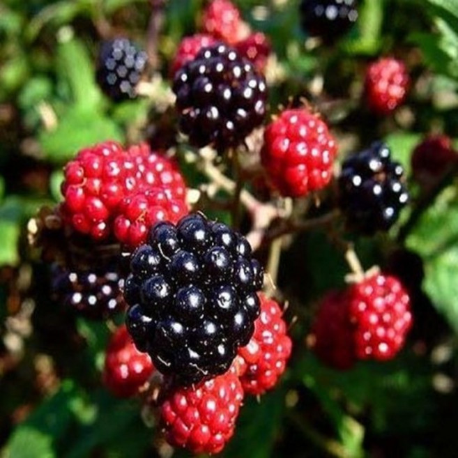 복분자나무 가시있는 토종복분자 삽목1년생 뿌리묘10주, 10개, 검은색