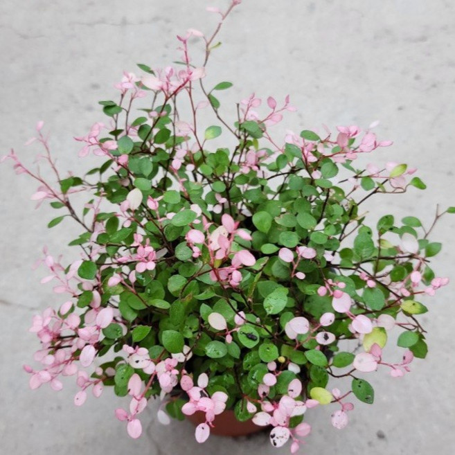 핑크브리즈 소품 핑크트리안 희귀식물, 1개