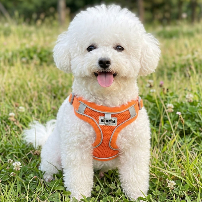 디아쿠아 야광 빛반사 메쉬 강아지 하네스 리드줄 세트, 오렌지