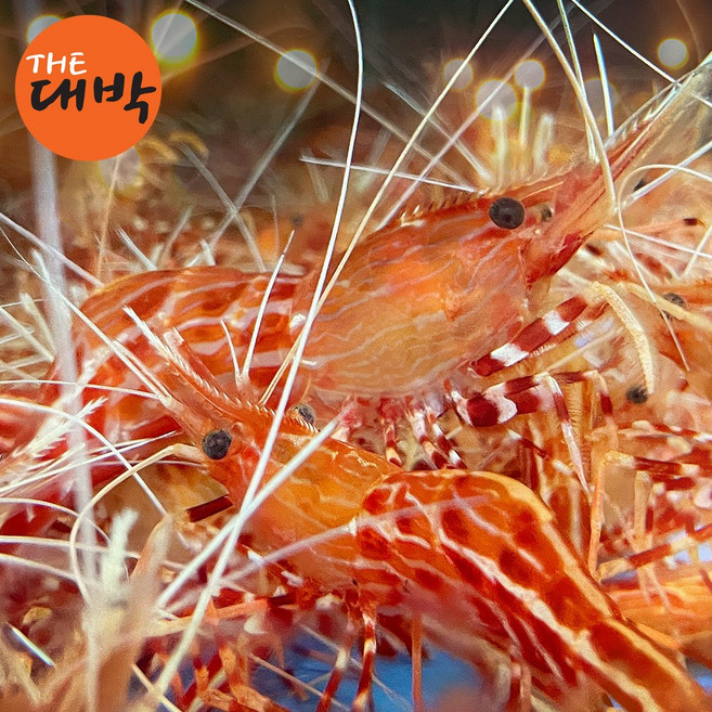 당일조업 활 독도새우 꽃새우, 1개, 500g