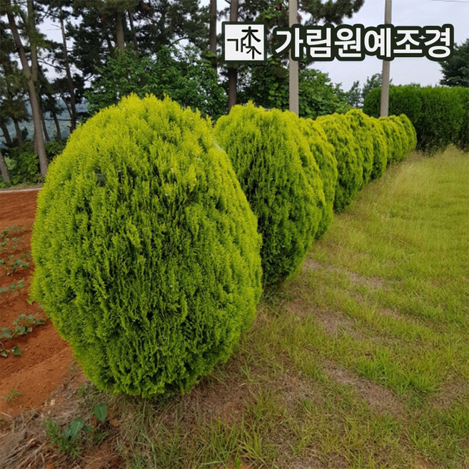 가림원예조경 황금측백 나무 묘목 키50cm 상록수 울타리나무, 키 50cm, 10개