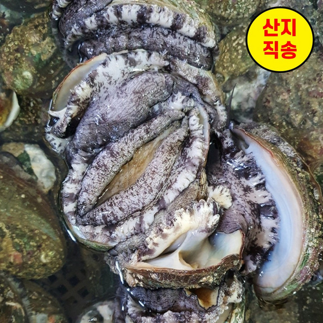 완도 전복 살아있는 활전복 도매 10kg당 50미~500미 내일 살아서 도착보장, 1박스, 10kg / 50-60미