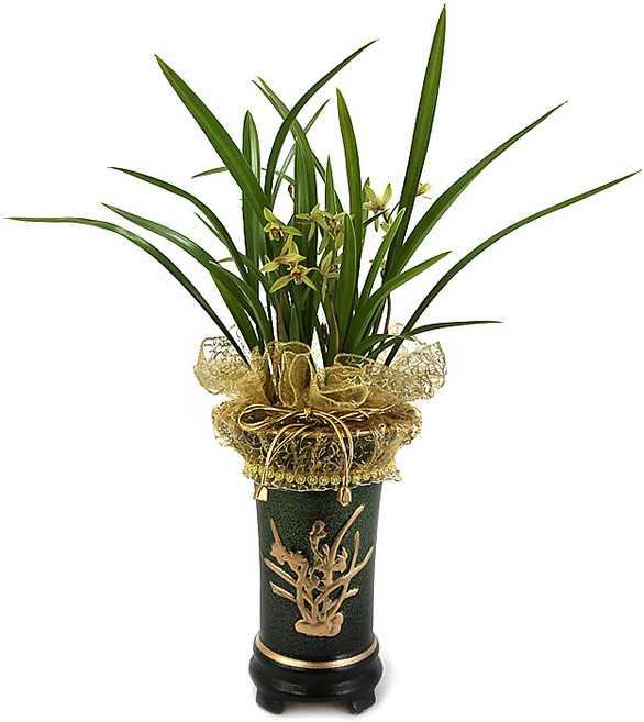 (오늘도착) 99플라워 베스트 꽃선물 모음 - 생일 기념일 당일꽃배달 꽃바구니 꽃다발 전국당일배송 생화, 25.[ST-E479]축하의마음동양란