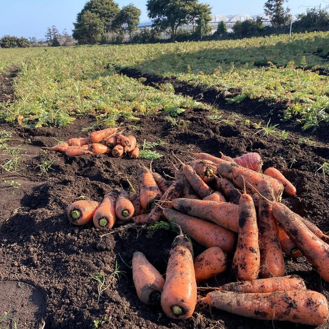 [한정 수량] 제주산 구좌 흙당근, 1박스, 상 5kg