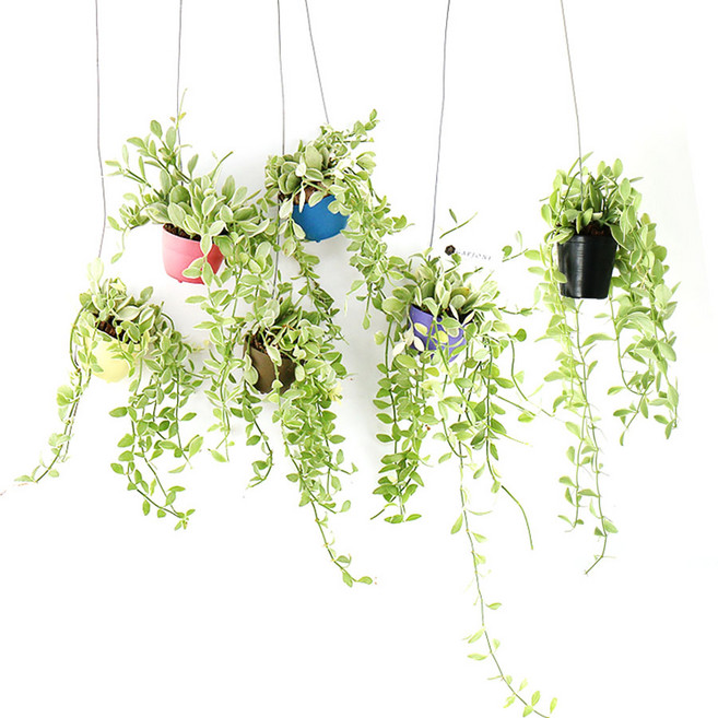 갑조네 미니화분 디시디아 칼라 화이트 행잉식물 먼지먹는식물 에어플랜트, 1개