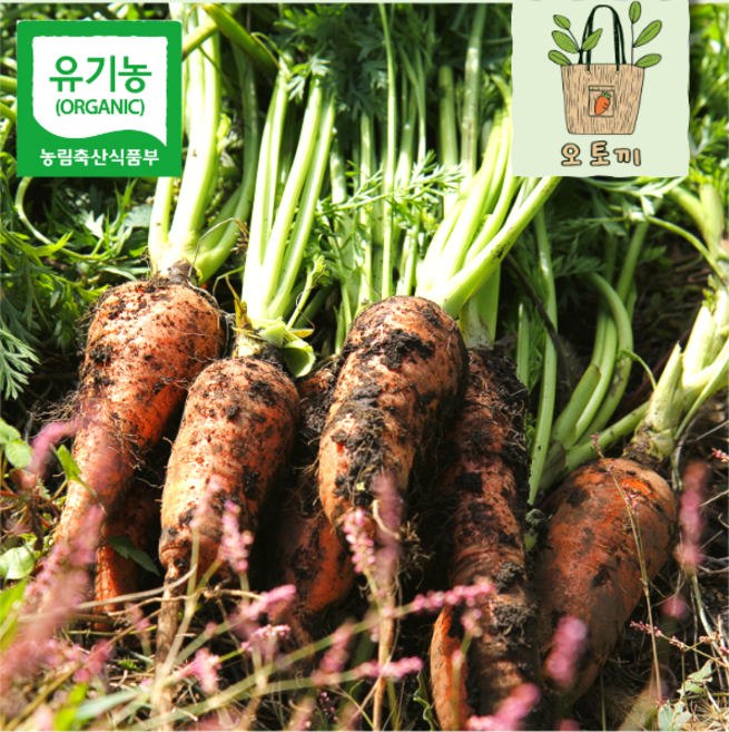 [오토끼마켓] 산지직송 유기농 제주 흙당근, 1박스, 당근상(5kg)