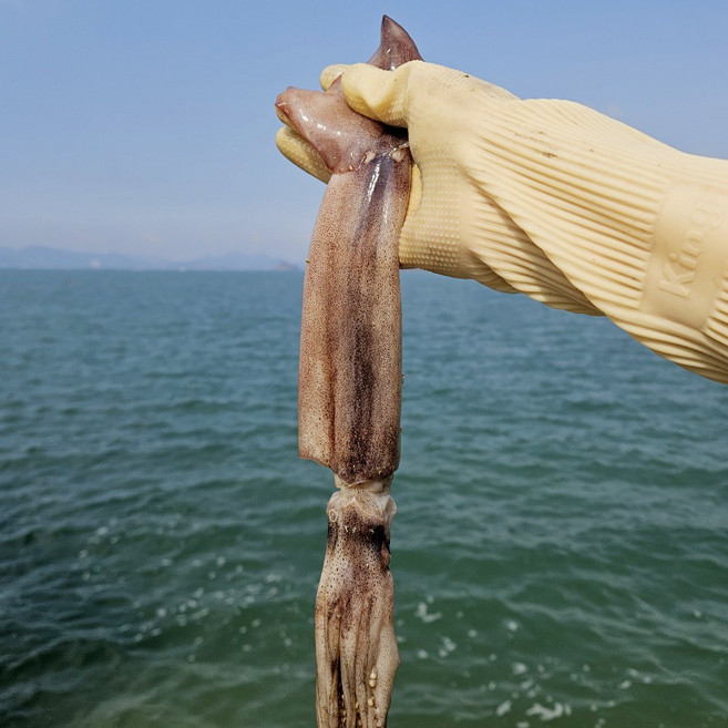 [특대] 내장까지 먹는 국내산 선동오징어, 1개, 특대 1kg x 3미