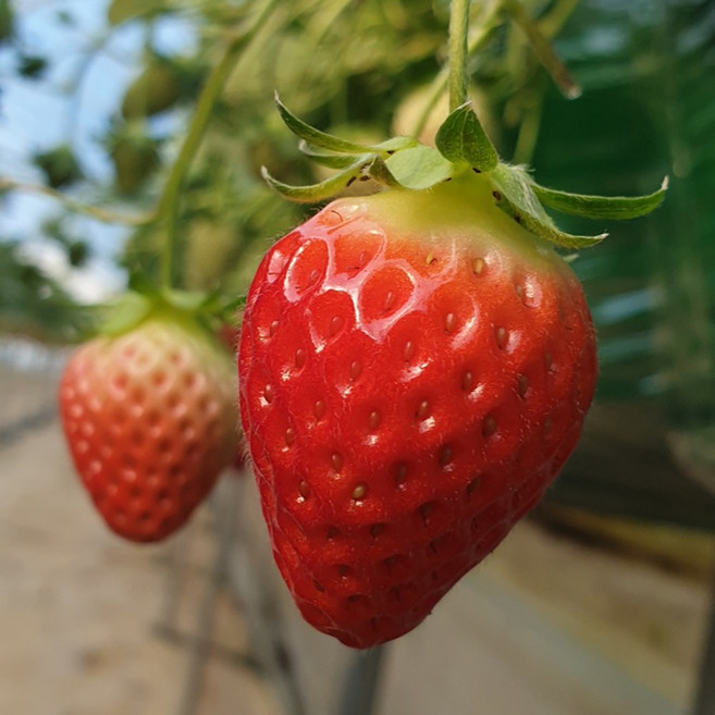 논산킹스베리딸기 설향 생딸기 달콤한 과즙 팡팡 대왕특, 1개, 논산 생 딸기 설향 350g (15-20과) 한입
