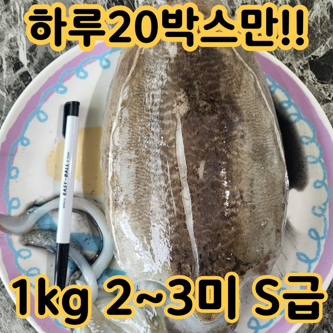 [하루20박스] 국내산 생물 갑오징어 횟감용 초특대, 1박스, 2kg(4~6미)